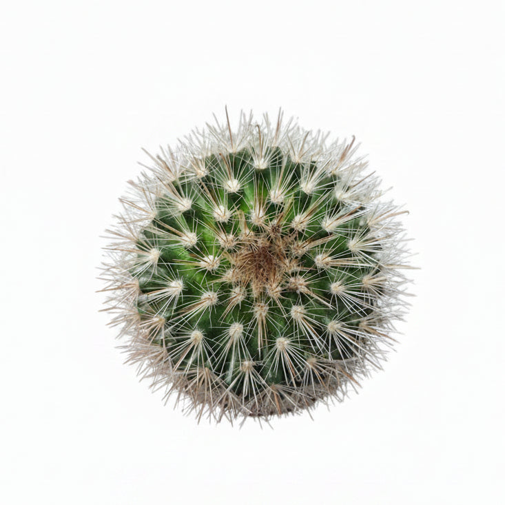 cactus mammillaria zeilmanniana