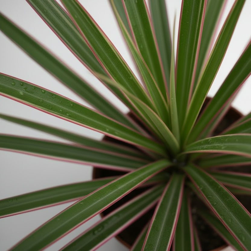 Dracaena marginata 'Rose'