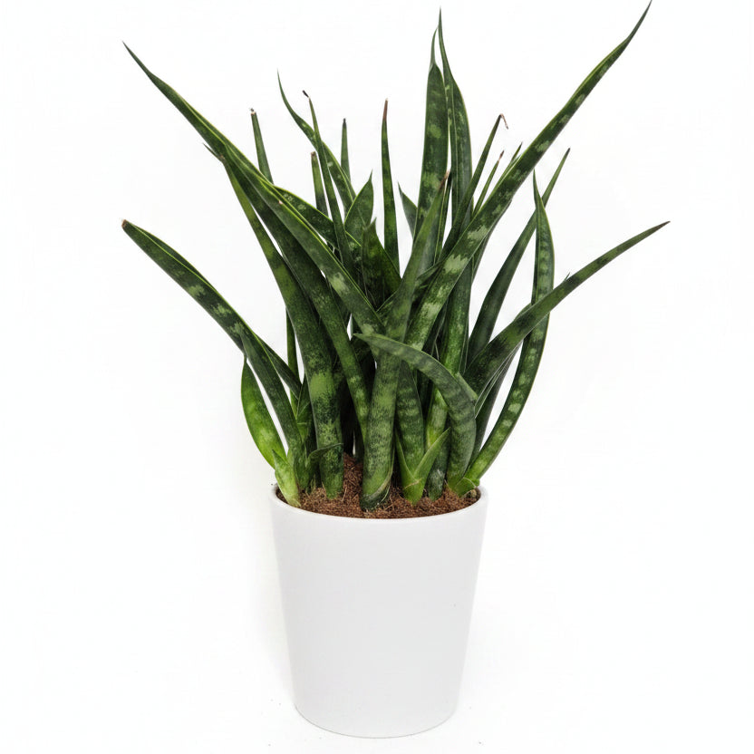 ansevieria fernwood punk