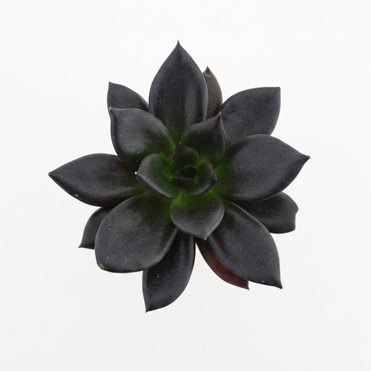 echeveria black prince