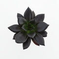 echeveria black prince