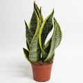 sansevieria trifasciata