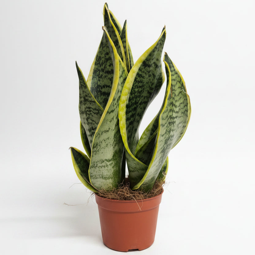 sansevieria trifasciata