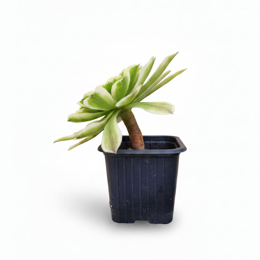 aeonium de colección