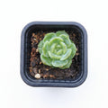 echeveria lichee corea