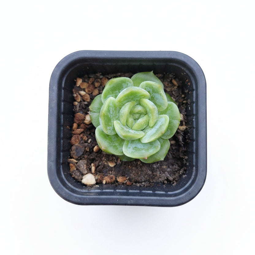 echeveria lichee corea