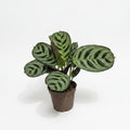 ctenanthe burle marxii