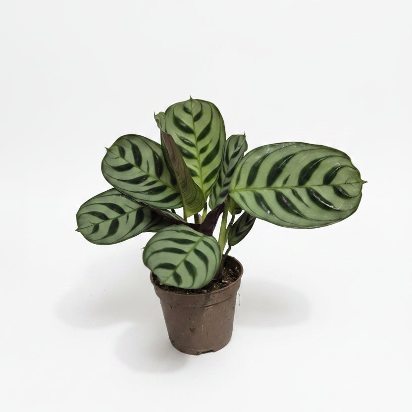 ctenanthe burle marxii