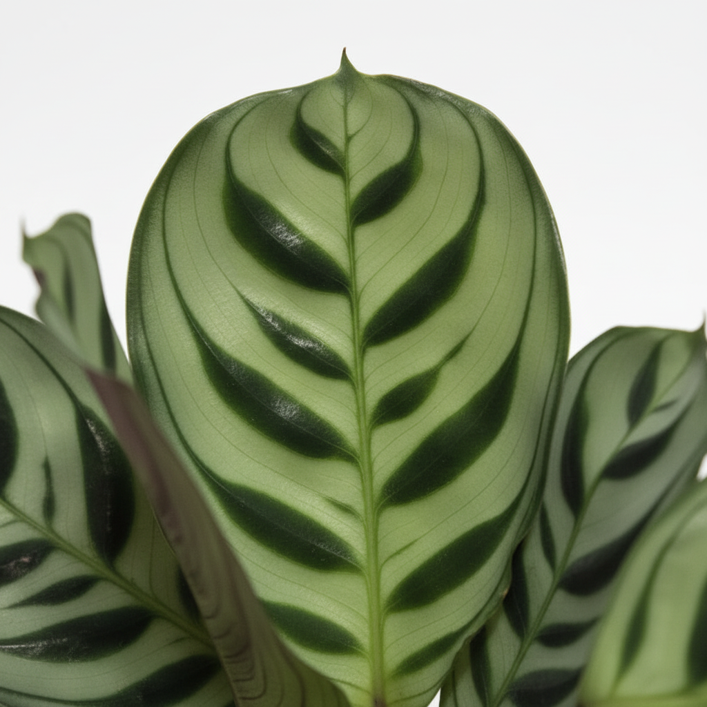 ctenanthe burle marxii planta