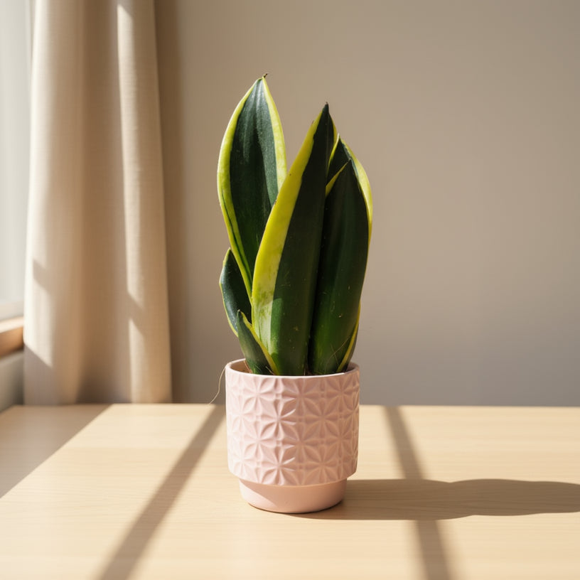 Sansevieria Trifasciata "Black Gold"