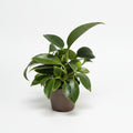 philodendron-green-princess