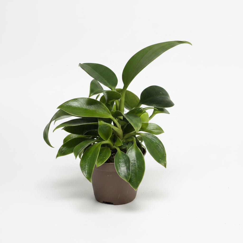 philodendron-green-princess