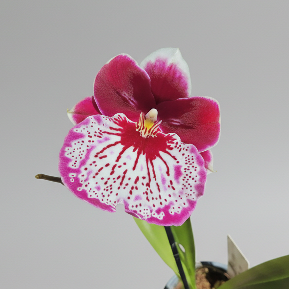 orquidea-blanca-fucsia