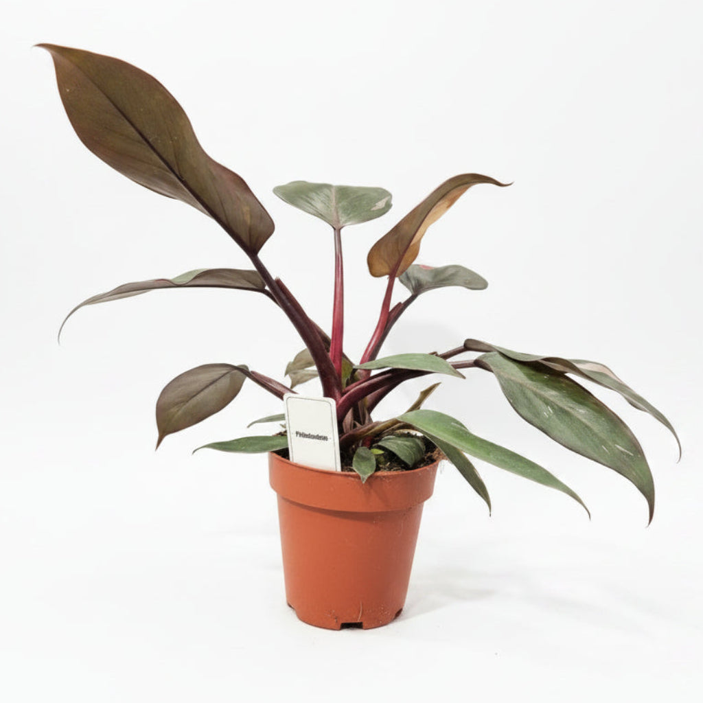philodendron pink princess