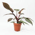 philodendron pink princess