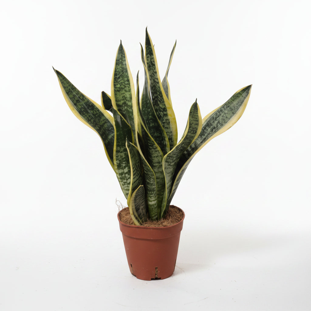 sansevieria-laurentii