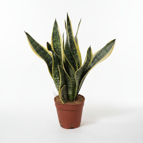 sansevieria-laurentii