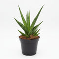 sansevieria cylindrica starshooter