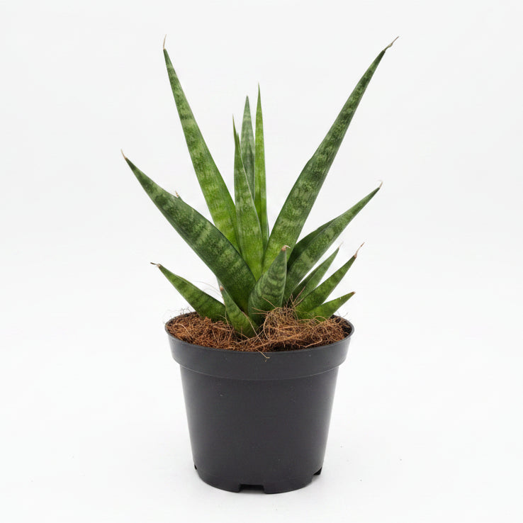 sansevieria cylindrica starshooter