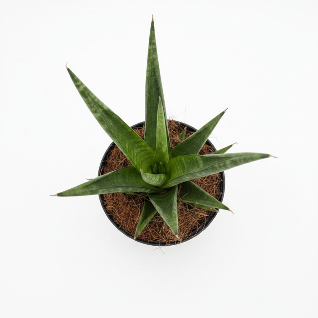 planta sansevieria cilíndrica