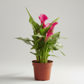 Zantedeschia Calla Fiore Fucsia