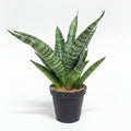 sansevieria trifasciata megan mini