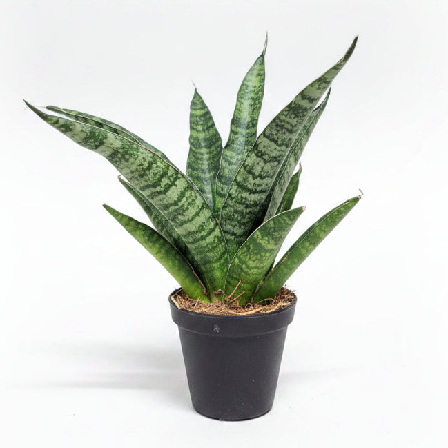 sansevieria trifasciata megan mini