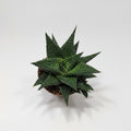 haworthia-limifolia