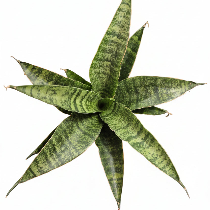 sansevieria mini