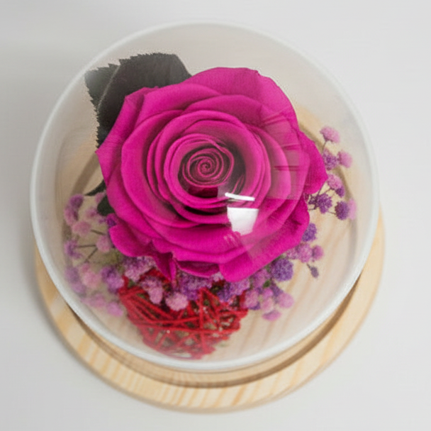 Flor preservada rosa fucsia en cúpula para regalar