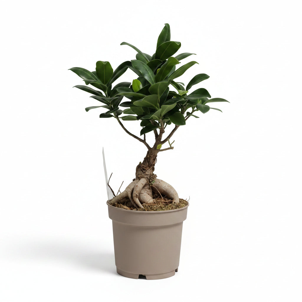 Ficus ginseng bonsai decorativo interior