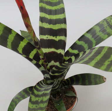 vriesea-flor-roja