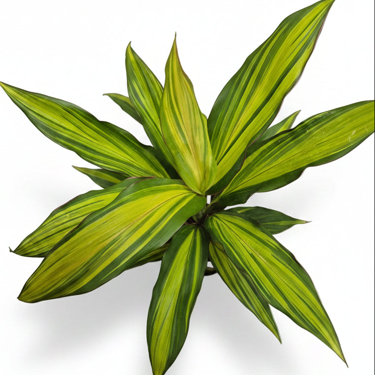 cordyline fruticosa kiwi