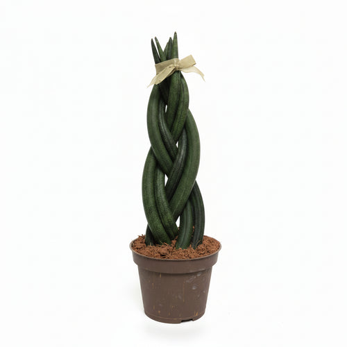 sansevieria mini cylindrica trenzada