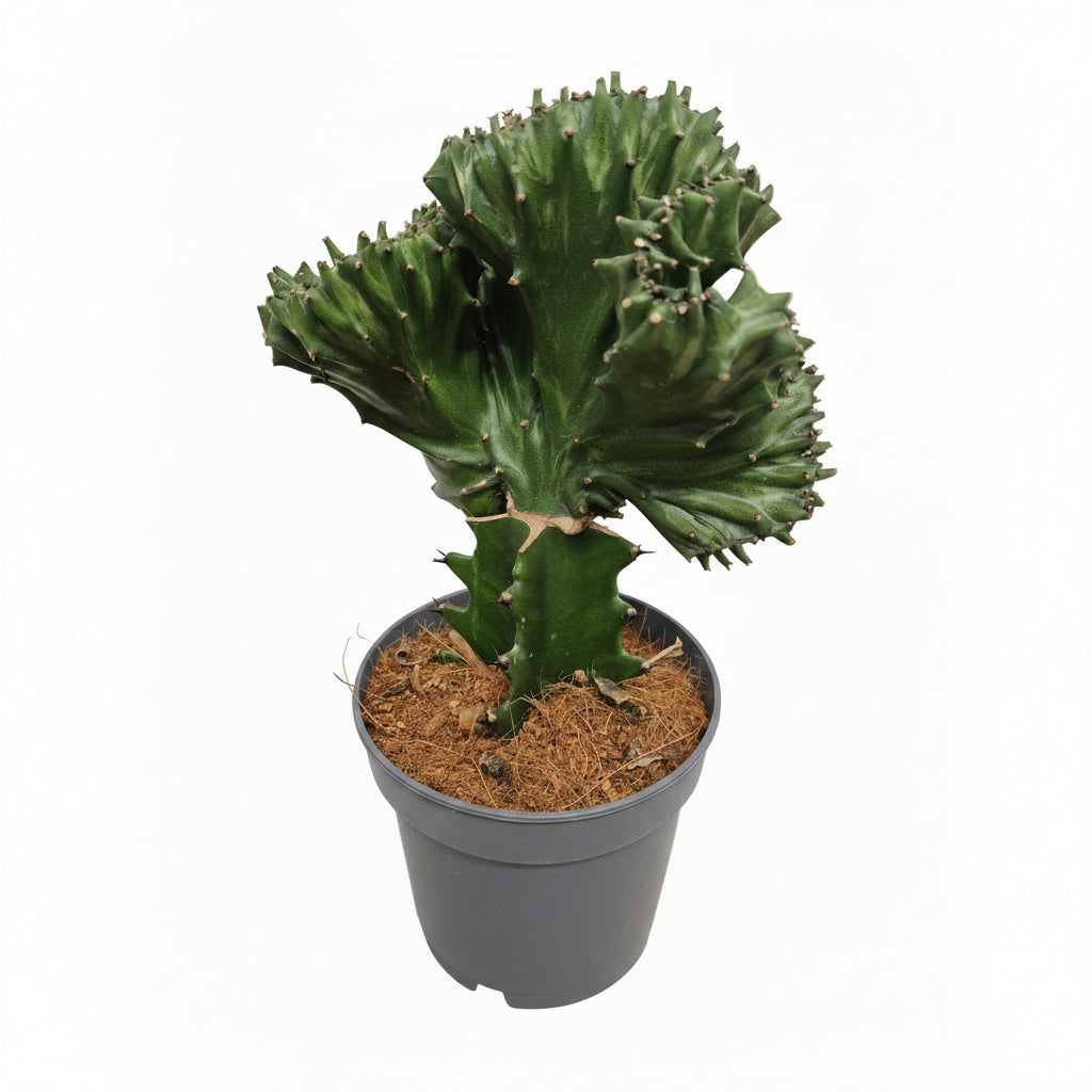 cactus-decorativo-interior