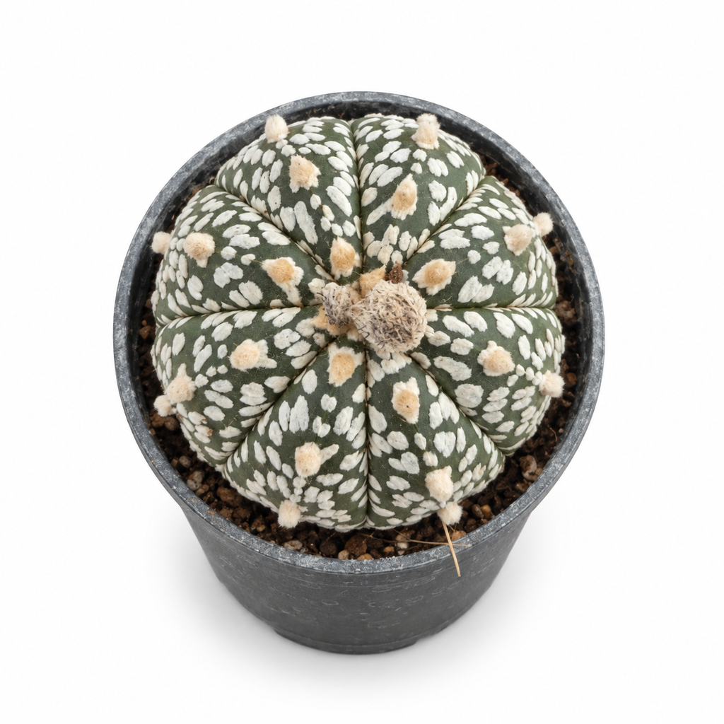 astrophytum myriostigma super kabuto,