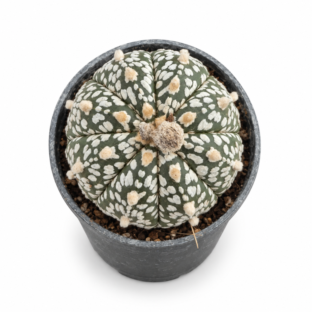 astrophytum myriostigma super kabuto,