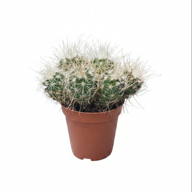 mammillaria
