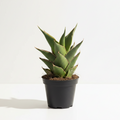 sansevieria temple crown