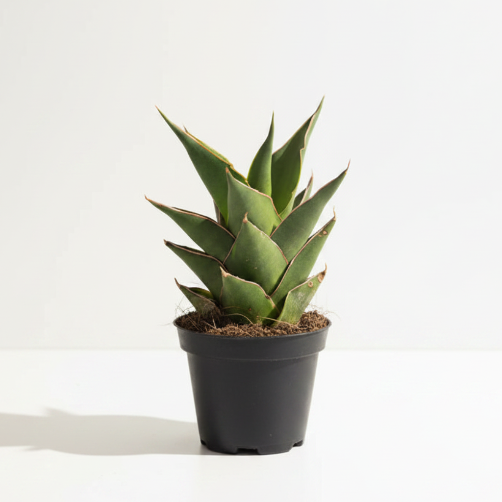 sansevieria temple crown