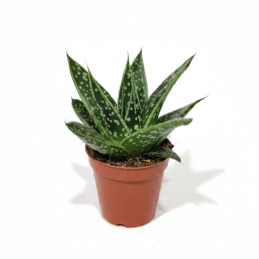 planta-suculenta-gasteraloe