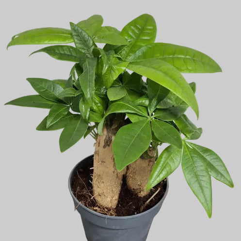 planta-pachira-interior