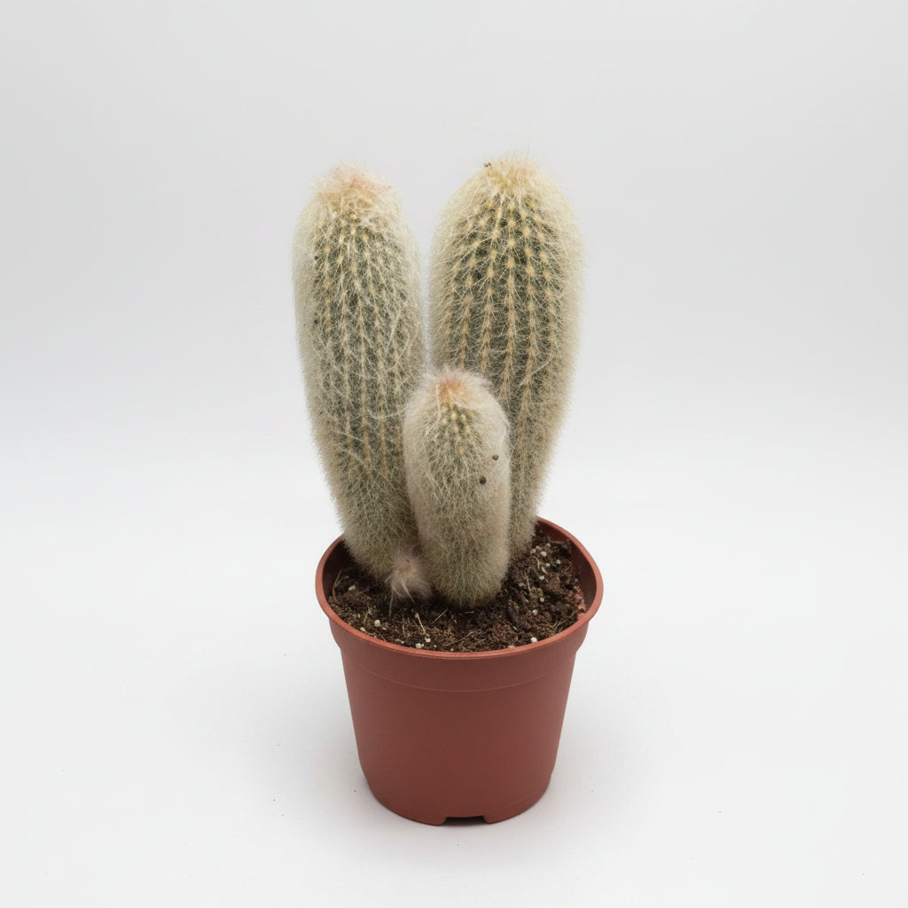 Cactus Peludo Espostoa Lanata decorativo
