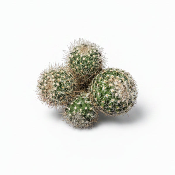 cactus mammillaria pringlei