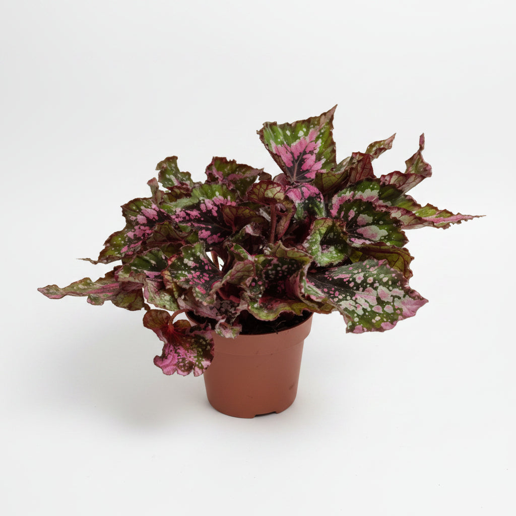 begonia-rex-macarena