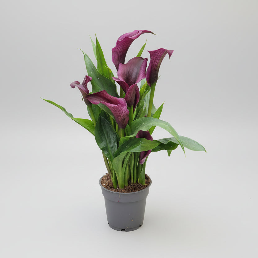 Zantedeschia Calla Viola