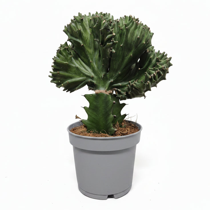 euphorbia-lactea-cristata