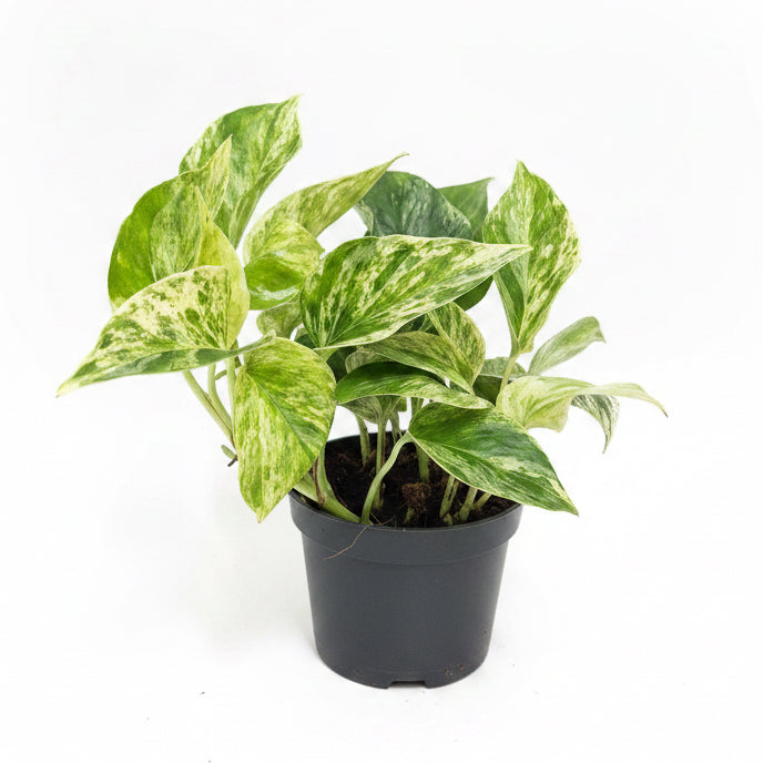 Potho Marble Queen (Epipremnum aureum)