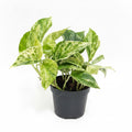 Potho Marble Queen (Epipremnum aureum)