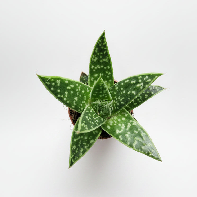 suculenta-decorativa-gasteraloe